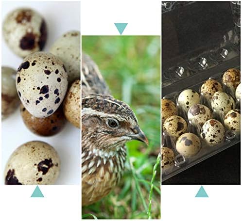 Hemoton 12kom kartonske ladice za Prepeličja jaja 24 mreže Plastična mala kutija za odlaganje jaja držač dozatora za jaja sa poklopcem za jaja od Golubljeg fazana