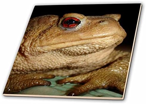 3drose zajednička evropska žaba Bufo Bufo zatvori fotografiju-pločice