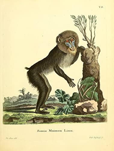 Mandrill primat Monkey Vintage Wildlife učionica ured ureda zona zoolog antikne ilustracija Likovni umjetnički