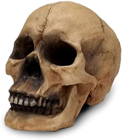 DWK - De Mortuais - stvarna veličina Faux ljudska lubanja replika dekor Halloween ukras gotički anatomija