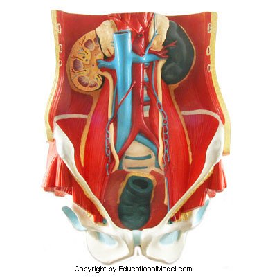 Ljudska karlica urinarna 0,8 X životna veličina 3D anatomski Model obrazovna anatomija