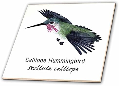 3drose ct_37140_1 Calliope Hummingbird keramička pločica, 4 inča