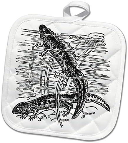 3Droze Newts - crno-bijelo vintage ilustracija - Salamander. - Pothilders