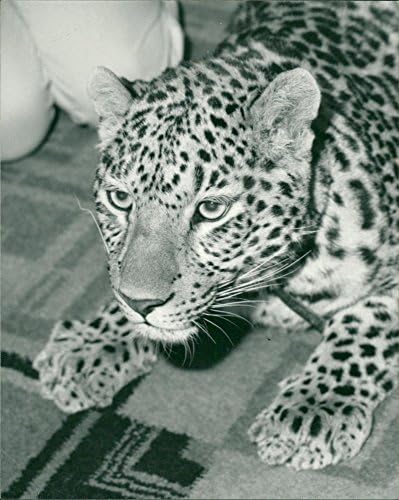 Vintage fotografija na kojoj se Cougaru prikazuje mačka nalik leopardu.