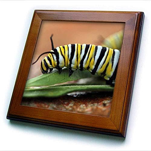 3drose makro fotografija gusenice monarha koja jede Mlečiku. - Uramljene Pločice