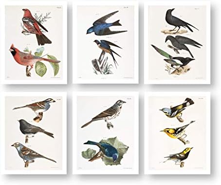 Vintage Bird Wall Art Od Ink Inc. / Priroda Prints | Boho Farmhouse Decor / Set od 6 8x10 Neuramljenih