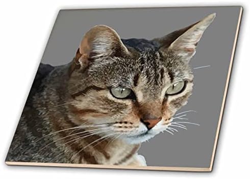 3drose zadivljujuća Tabby mačka zatvori Portretni vektor na sivoj pozadini-pločice
