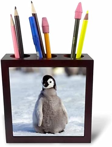3drose Antarktika, Snow Hill. Portret Kraljevskog pingvina. - Držači Olovki Za Pločice