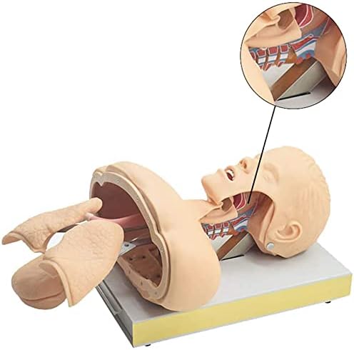RRGJ Model nastave, 11 intubacija manikin simulator treninga, trener za upravljanje divnim putevima, trening manikin, intubation glava u nastavi studij model manikin anatomija biologija